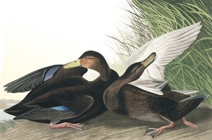 Canard sombre, Anas Obscura, de "Les Oiseaux d