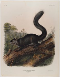 Écureuil sombre