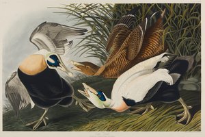 Canard eider, 1835 - John James Audubon