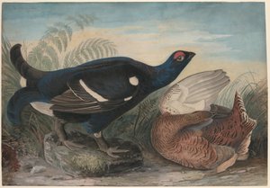 Coqs noirs anglais - John James Audubon