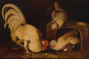 Volaille de basse-cour, vers 1827 - John James Audubon
