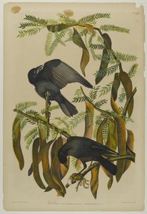 Corneille de rivage, imprimé par Julien Bien et publié par Roe Lockwood & Son, 1861 - John James Audubon