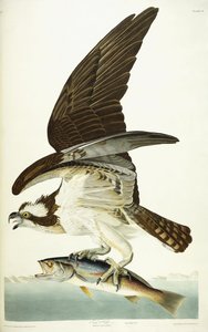 Balbuzard pêcheur, 1830