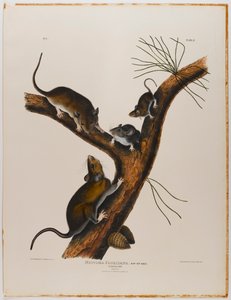 Rat de Floride - John James Audubon