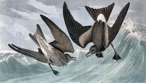 Pétrel à queue fourchue, Thalassidroma Leachii, de "Les Oiseaux d