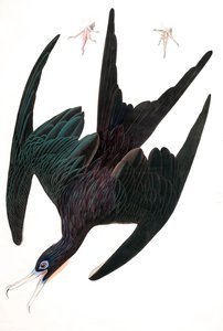 Frégate Pélican, Tachypetes Aquilis, de « Les oiseaux d