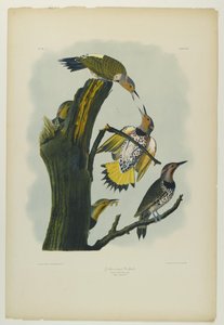 Pic flamboyant, imprimé par Julien Bien et publié par Roe Lockwood & Son, 1861