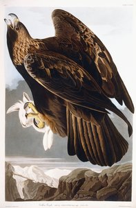 Aigle royal, 1833 - John James Audubon