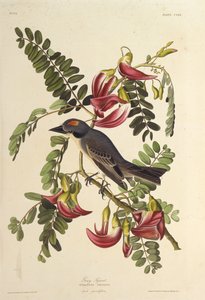 Tyran gris. De Les Oiseaux d