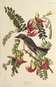 Tyran gris. De Les Oiseaux d