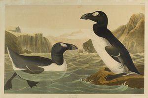 Grand pingouin, imprimé par Julien Bien et publié par Roe Lockwood & Son, 1861 - John James Audubon