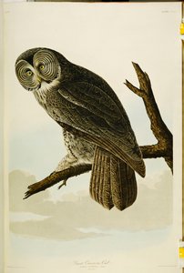 Grand-duc cendré, de "Les Oiseaux d
