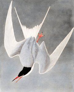 Grande sterne, Sterna Hirundo, de "Les Oiseaux d