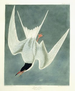 Grande Sterne, Mâle, Plumage de Printemps, 1836