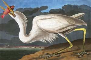 Grand héron blanc, Ardea Occidentalis, de "Les Oiseaux d
