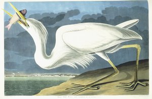 Grand Héron Blanc, Adulte Mâle, Plumage de Printemps