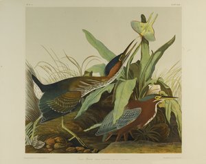Héron vert, imprimé par Julien Bien et publié par Roe Lockwood & Son, 1861 - John James Audubon