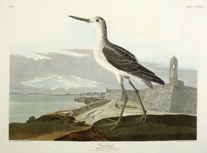 Chevalier gambette, Vue de St