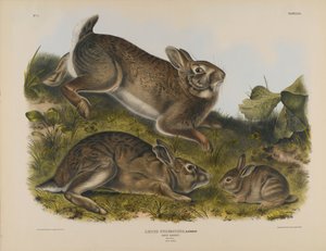 Lapin gris