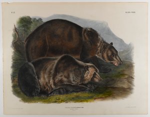 Ours grizzly - John James Audubon