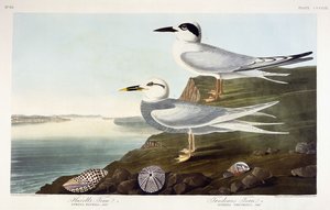 Sterne de Havell et Sterne de Trudeau, 1838 - John James Audubon