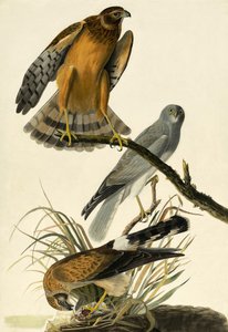 Busard Saint-Martin, Circus Cyaneus, de "Les Oiseaux d