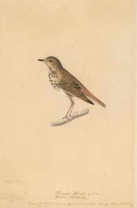 Grive ermite, 1820 - John James Audubon