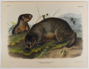 Marmotte grise - John James Audubon