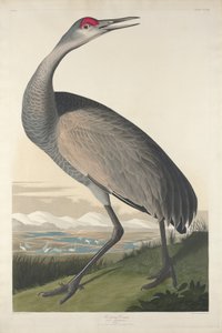 Grue blanche, 1835 - John James Audubon
