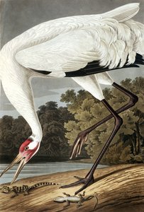 Grue blanche, Grus Americana, de "Les Oiseaux d