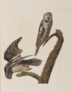 Illustration de 