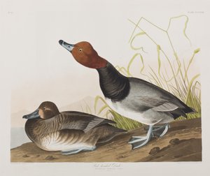 Illustration de 