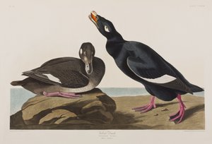 Illustration de 