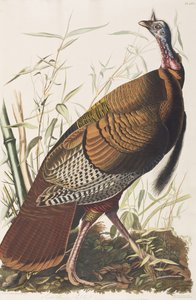 Illustration de 