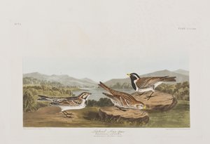Illustration de 