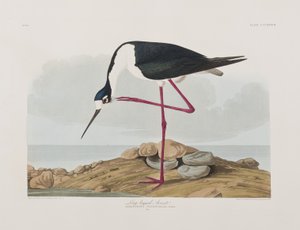Illustration de 