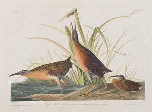 Illustration de 