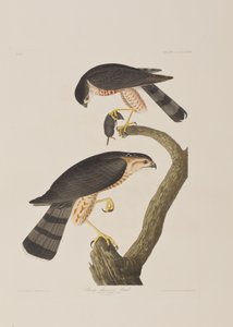 Illustration de 