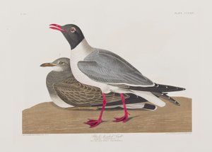 Illustration de 