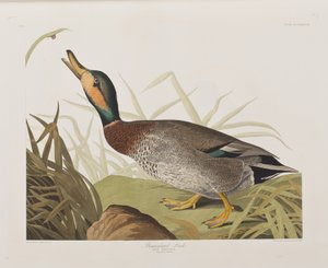 Illustration de 