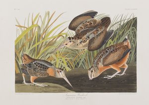 Illustration de 