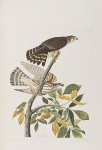Illustration de 