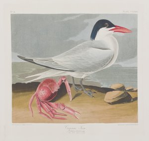 Illustration de 