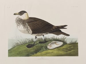 Illustration de 