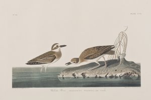 Illustration de 