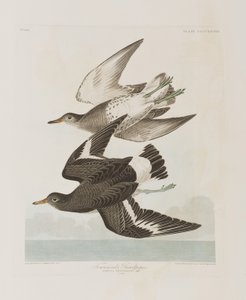 Illustration de 