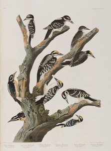 Illustration de 