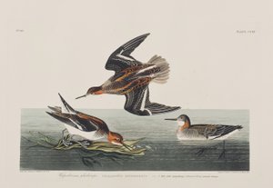 Illustration de 