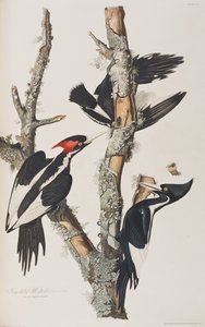 Illustration de 