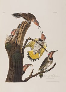 Illustration de 